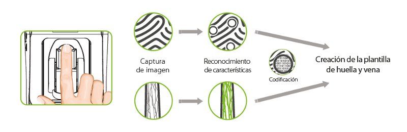 ZK-FV350 Proceso de Verificación